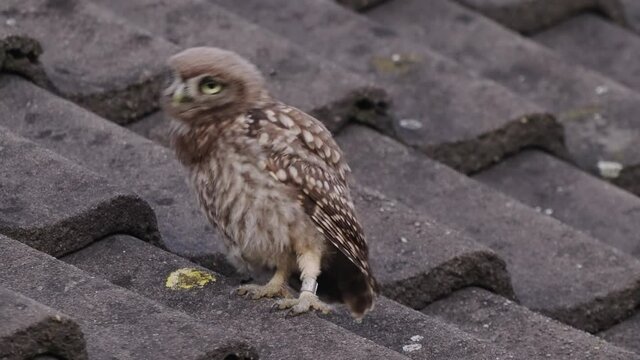 Little owl weirdly dancing and eating food from mother at a terrace, static shot