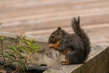 close up of a cute Douglas Squirrel sitting on the edge of wooden boardwalk eating a nut