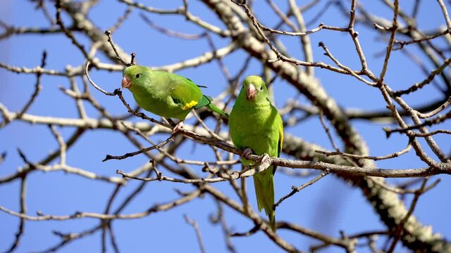 Close up showing couple of tropical green White-winged Parakeet parrot perched on branch of tree against blue sky in summer