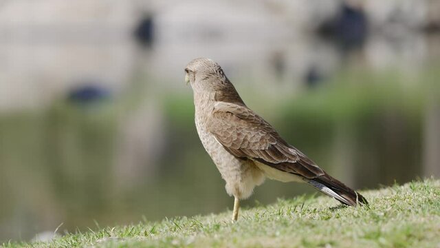 Chimango Caracara Bird standing on grass field during sunny day,close up portrait