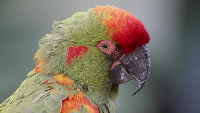 Macro close up of pretty colorful Red-fronted Macaw in Wilderness looking around