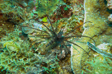 フィリピン、ビサヤ地方、ボホール州、パングラオ島近くのバリカサグ島でダイビングをした時の風景  Scenery during a dive at Balicasag Island near Panglao Island, Bohol, Visayas, Philippines. 