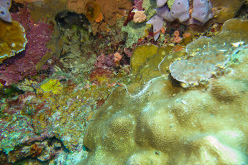 フィリピン、ビサヤ地方、ボホール州、パングラオ島近くのバリカサグ島でダイビングをした時の風景  Scenery during a dive at Balicasag Island near Panglao Island, Bohol, Visayas, Philippines. 