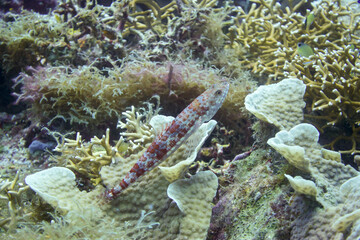 フィリピン、ビサヤ地方、ボホール州、パングラオ島近くのバリカサグ島でダイビングをした時の風景  Scenery during a dive at Balicasag Island near Panglao Island, Bohol, Visayas, Philippines. 