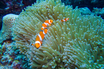 フィリピン、ビサヤ地方、ボホール州、パングラオ島近くのバリカサグ島でダイビングをした時の風景  Scenery during a dive at Balicasag Island near Panglao Island, Bohol, Visayas, Philippines. 