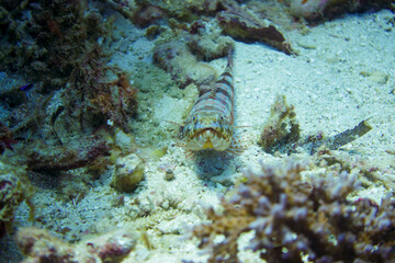 フィリピン、ビサヤ地方、ボホール州、パングラオ島近くのバリカサグ島でダイビングをした時の風景  Scenery during a dive at Balicasag Island near Panglao Island, Bohol, Visayas, Philippines. 