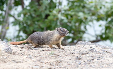 A Yellow bellied Marmot on a rock. Taken in Canada
