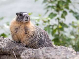 A Yellow bellied Marmot on a rock. Taken in Canada