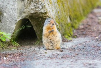 A Columbia Ground Squirrel standing outside its den. Taken in Alberta, Canada