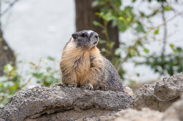 A Yellow bellied Marmot sitting on a rock. Taken in British Columbia, Canada