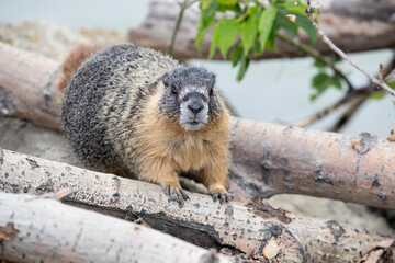A Yellow bellied Marmot sitting on some logs. Taken in British Columbia, Canada
