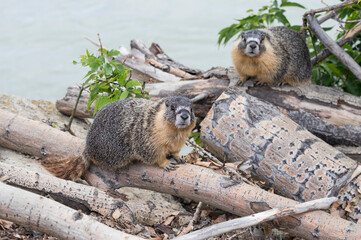 A Yellow bellied Marmot on a rock. Taken in Canada