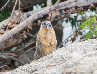A Yellow bellied Marmot on a rock. Taken in Canada