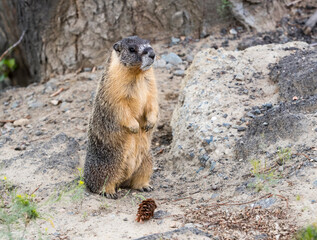 A Yellow bellied Marmot standing on some rocks. Taken in British Columbia, Canada