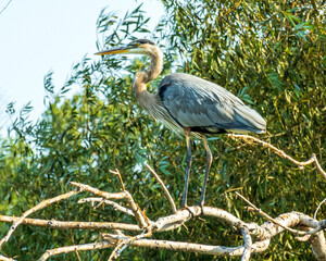 A Great Blue Heron perched on a dead log b eside one of the many ponds on the Toronto Islands.