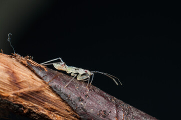 Tiny assassin bug nymph almost transparent-like. Assassin Bug Nymph. Usually motionless and ambush predator, striking its prey with lightning speed and accuracy.