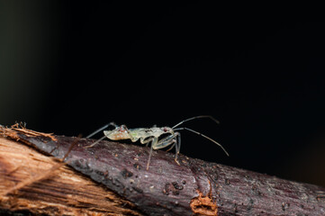Tiny assassin bug nymph almost transparent-like. Assassin Bug Nymph. Usually motionless and ambush predator, striking its prey with lightning speed and accuracy.