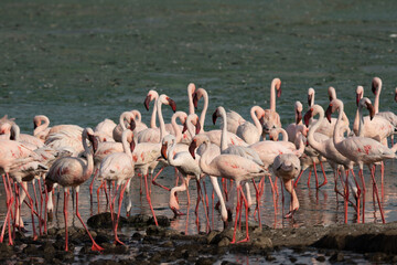 Fototapeta premium beautiful sunset over the lakes of Baringo with pink flamingos in the foreground