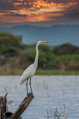 ardea alba/ white heron portrait africa kenya