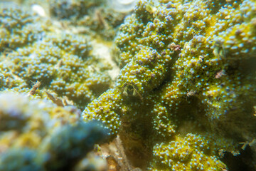 フィリピン、セブ島近くのマクタン島でダイビングしている風景 Scenery of diving in Mactan Island near Cebu, Philippines. 
