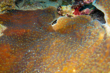 フィリピン、セブ島近くのマクタン島でダイビングしている風景 Scenery of diving in Mactan Island near Cebu, Philippines. 