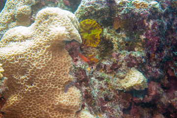 フィリピン、セブ島近くのマクタン島でダイビングしている風景 Scenery of diving in Mactan Island near Cebu, Philippines. 
