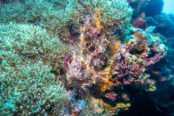 Naklejka na ściany i meble フィリピン、セブ島近くのマクタン島でダイビングしている風景 Scenery of diving in Mactan Island near Cebu, Philippines. 