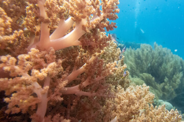 フィリピン、セブ島近くのマクタン島でダイビングしている風景 Scenery of diving in Mactan Island near Cebu, Philippines. 
