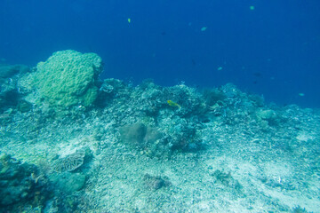 フィリピン、セブ島近くのマクタン島でダイビングしている風景 Scenery of diving in Mactan Island near Cebu, Philippines. 