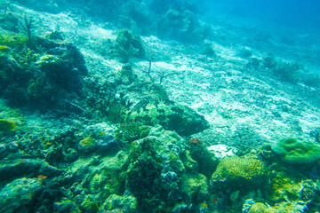 Naklejka na ściany i meble フィリピン、セブ島近くのマクタン島でダイビングしている風景 Scenery of diving in Mactan Island near Cebu, Philippines. 
