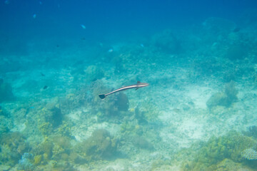 Fototapeta na wymiar フィリピン、セブ島近くのマクタン島でダイビングしている風景 Scenery of diving in Mactan Island near Cebu, Philippines. 
