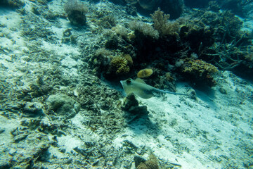 フィリピン、セブ島近くのマクタン島でダイビングしている風景 Scenery of diving in Mactan Island near Cebu, Philippines. 