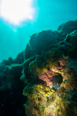 Obraz na płótnie Canvas フィリピン、セブ島近くのマクタン島でダイビングしている風景 Scenery of diving in Mactan Island near Cebu, Philippines. 