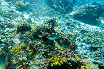フィリピン、セブ島近くのマクタン島でダイビングしている風景 Scenery of diving in Mactan Island near Cebu, Philippines. 