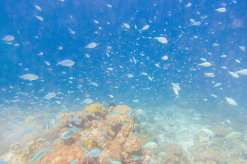 フィリピン、セブ島近くのマクタン島でダイビングしている風景 Scenery of diving in Mactan Island near Cebu, Philippines. 