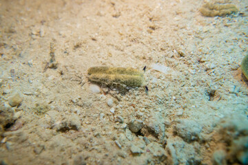 フィリピン、セブ島近くのマクタン島でダイビングしている風景 Scenery of diving in Mactan Island near Cebu, Philippines. 