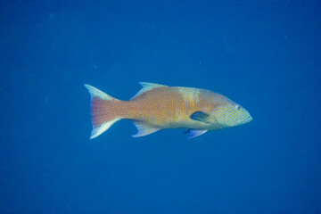 Naklejka premium フィリピン、セブ島近くのマクタン島でダイビングしている風景 Scenery of diving in Mactan Island near Cebu, Philippines. 