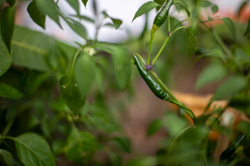 Close up photo of chili and blurred background.
