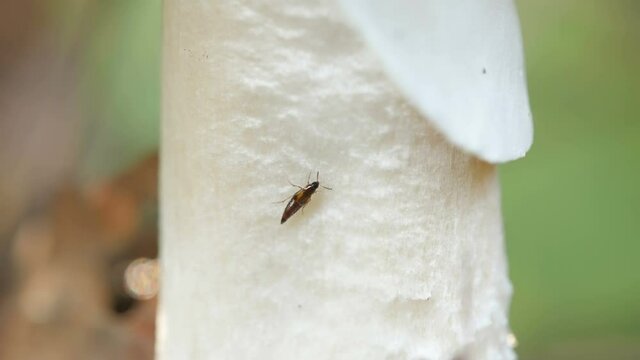 A blck tiny bug crawling on the white mushroom in the forest in Estonia