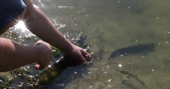 Catch and release - A Grayling fish being released back catfish into a river by a fisherman on the River