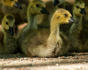 goslings family