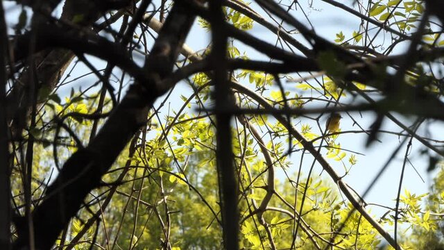 Small bird hops from branch to branch. Silhouette branches. Static. 