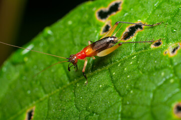 Photography of tiny insects and bugs. Macro Photography. Interesting hobby for photographers who are into 1 to 1 magnifications of extreme closeup objects of tiny organism like insects and bugs