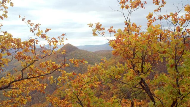 Sliding view of beautiful mountains covered with colorful autumn forests, tree branches with yellow leaves are on the foreground. Landscape