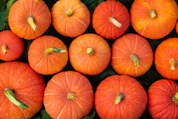 Many ripe pumpkins on green leaves. Autumn harvest.