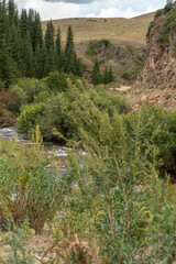 Rocky Mountains. mountain river on a background of blue sky