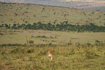Magnificent landscape of the savanna walking by wild lioness (Masai Mara National Reserve, Kenya)