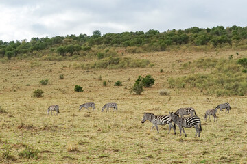 Fototapeta na wymiar Magnificent landscape of zebra herds in the African savanna (Masai Mara National Reserve, Kenya)