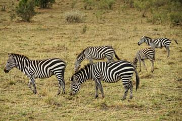 Fototapeta na wymiar Wild zebras grazing in the African savanna (Masai Mara National Reserve, Kenya)