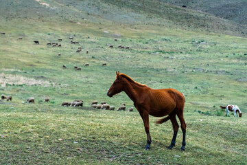 horses graze in the meadow. horses graze at the foot of the mountains. pets walk in the steppe